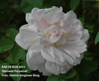 Stanwell Perpetual - årets ros 2011 - Köp rosor hos Nya funboplantskola - din handelsträdgård i Uppsala