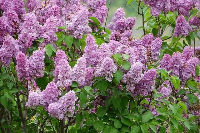 Köp Buskar/Häck på Nya funboplantskola plantskola - din handelsträdgård i Uppsala